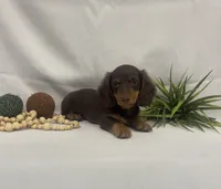 Parker, a male Miniature Dachshund for sale in Nappanee, IN – 3 of 3
