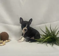 Chelsey, a female Boston Terrier for sale in Nappanee, IN – 2 of 4