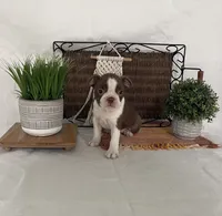 Dixxy, a female Boston Terrier for sale in Nappanee, IN – 2 of 5