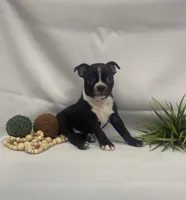Chandler, a male Boston Terrier for sale in Nappanee, IN – 3 of 4