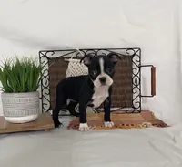 Mabel, a female Boston Terrier for sale in Nappanee, IN – 3 of 4