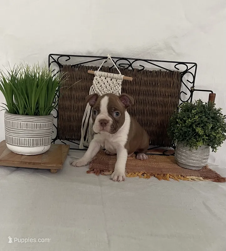 Preston – Boston Terrier puppy for sale in Nappanee, IN