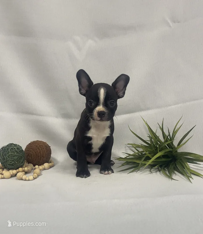 Chester – Boston Terrier puppy for sale in Nappanee, IN