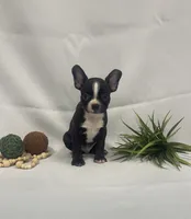 Chester, a male Boston Terrier for sale in Nappanee, IN – 1 of 4
