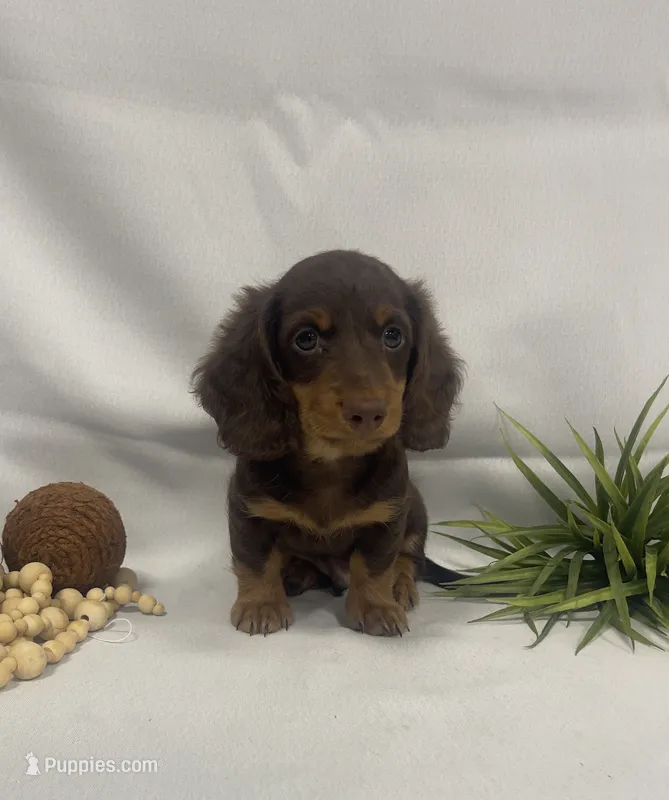 Parker – Miniature Dachshund puppy for sale in Nappanee, IN