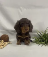 Parker, a male Miniature Dachshund for sale in Nappanee, IN – 1 of 3