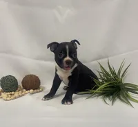 Chandler, a male Boston Terrier for sale in Nappanee, IN – 2 of 4