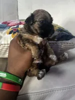 Mufasa, a male Shorkie for sale in Houston, TX – 3 of 3