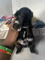 Tuxedo, a male Shorkie for sale in Houston, TX – 5 of 5