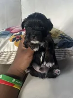 Tuxedo, a male Shorkie for sale in Houston, TX – 1 of 5