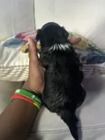 Tuxedo, a male Shorkie for sale in Houston, TX – 2 of 5