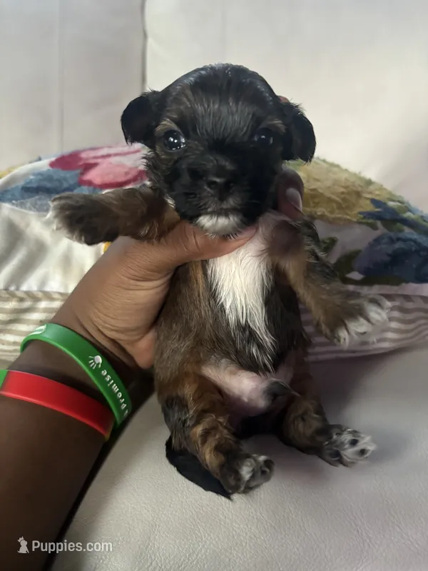 MacGyver – Shorkie puppy for sale in Houston, TX