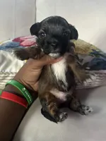 MacGyver, a male Shorkie for sale in Houston, TX – 1 of 2
