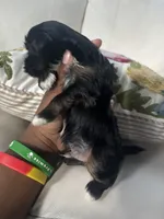 Tuxedo, a male Shorkie for sale in Houston, TX – 3 of 5