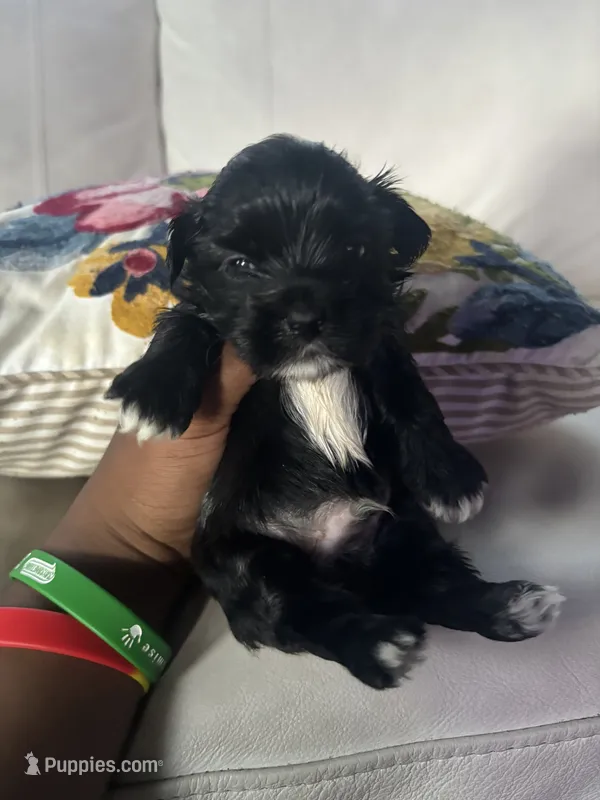 Tony – Shorkie puppy for sale in Houston, TX