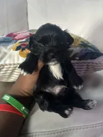 Tony, a male Shorkie for sale in Houston, TX – 1 of 1