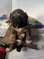 Mufasa, a male Shorkie for sale in Houston, TX – 2 of 3