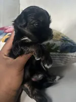 Tuxedo, a male Shorkie for sale in Houston, TX – 4 of 5
