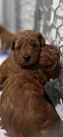 Puppy, a female Poodle - Miniature  for sale in Miami, FL – Photo 2 of 4