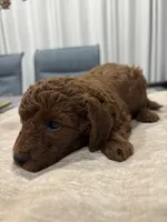 Puppy, a female Poodle - Miniature  for sale in Miami, FL – Photo 4 of 4