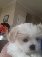 Dixie lee, a female Shih Tzu for sale in Dothan, AL – 5 of 5
