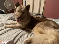 male3, a male Siberian Husky for sale in Lincoln, IL – 4 of 5