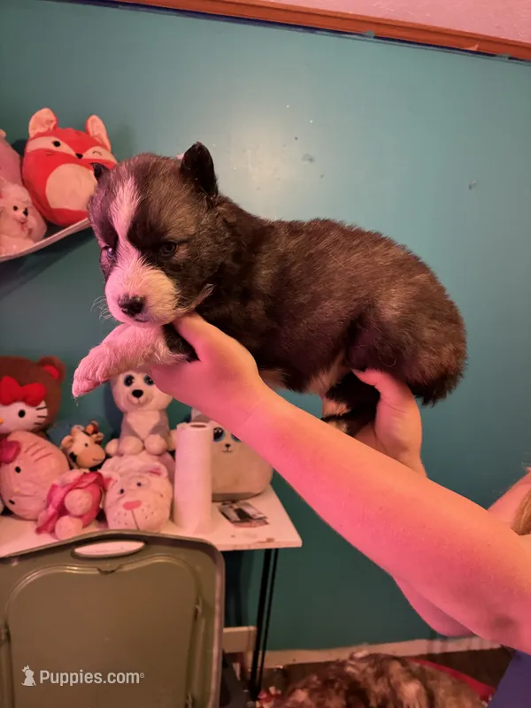 male2 – Siberian Husky puppy for sale in Lincoln, IL