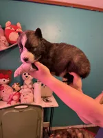 male2, a male Siberian Husky for sale in Lincoln, IL – 1 of 5