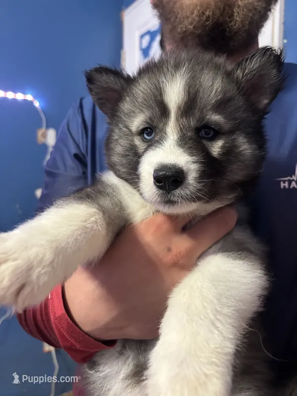 female 4 – Siberian Husky puppy for sale in Lincoln, IL