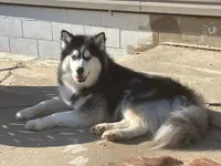 female3, a female Siberian Husky for sale in Lincoln, IL – 5 of 5