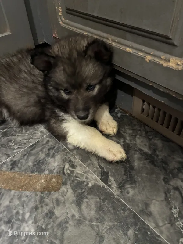 male3 – Siberian Husky puppy for sale in Lincoln, IL