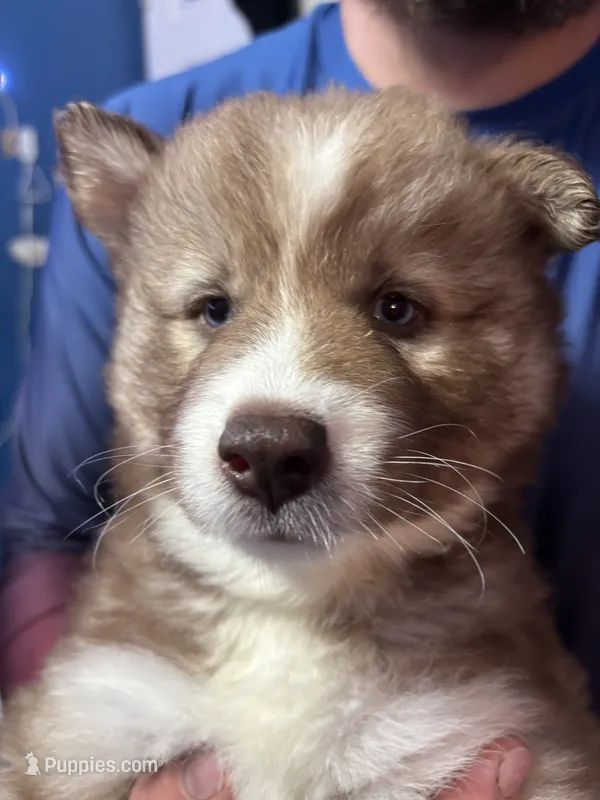 female3 – Siberian Husky puppy for sale in Lincoln, IL