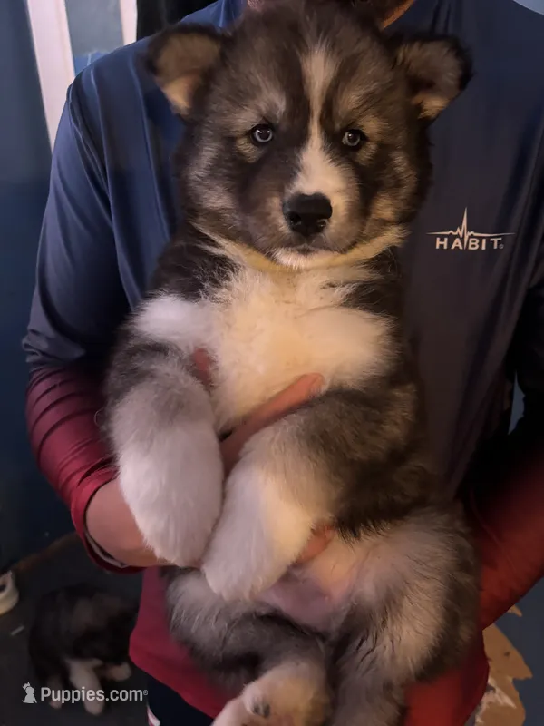 female 4 – Siberian Husky puppy for sale in Lincoln, IL