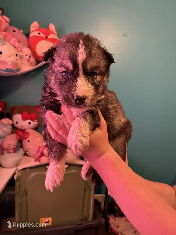 Male1 – Siberian Husky puppy for sale in Lincoln, IL