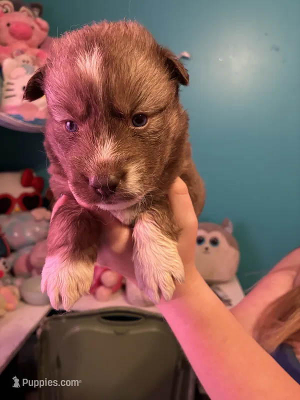 female 1 – Siberian Husky puppy for sale in Lincoln, IL