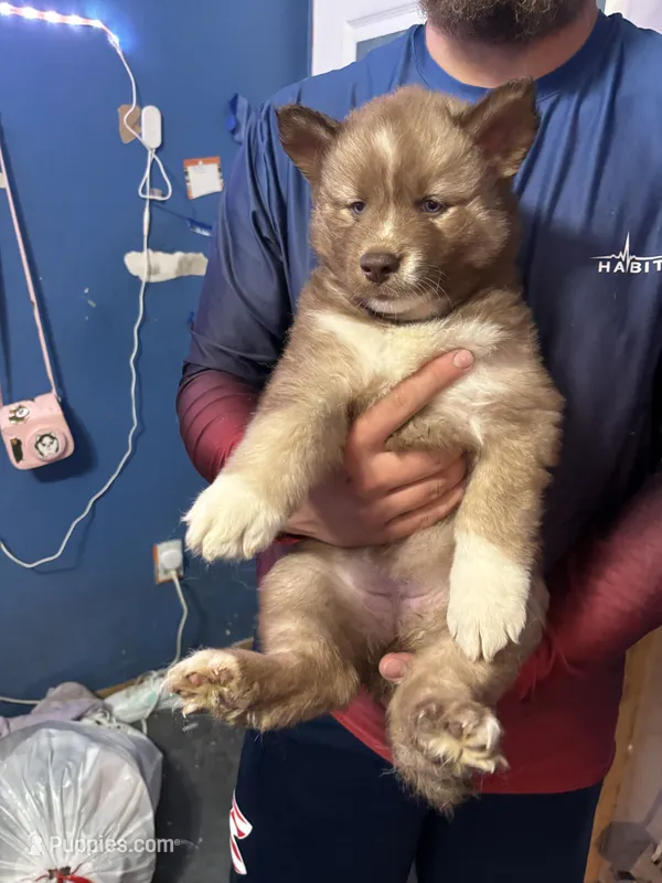 female 1 – Siberian Husky puppy for sale in Lincoln, IL