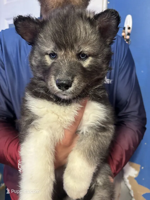 male3 – Siberian Husky puppy for sale in Lincoln, IL