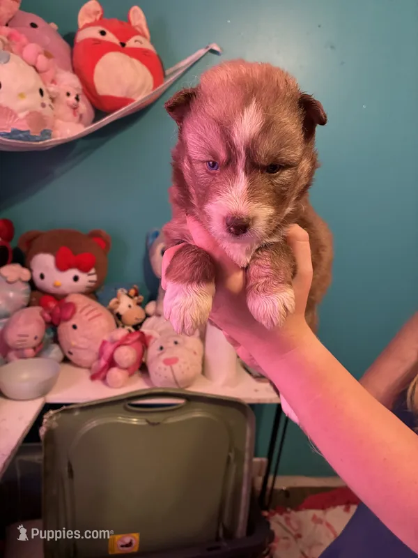 female3 – Siberian Husky puppy for sale in Lincoln, IL