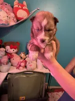 female3, a female Siberian Husky for sale in Lincoln, IL – 1 of 5