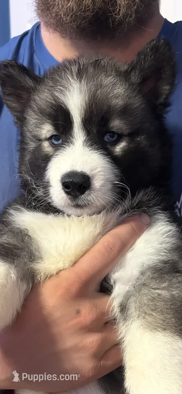 male2 – Siberian Husky puppy for sale in Lincoln, IL