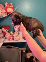 female 4, a female Siberian Husky for sale in Lincoln, IL – 2 of 5