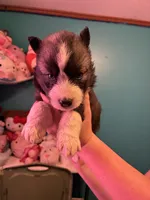 male2, a male Siberian Husky for sale in Lincoln, IL – 2 of 5