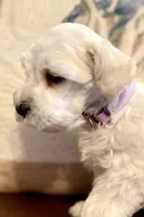 Ruby, a female Miniature Schnauzer for sale in Byron, GA – 7 of 10