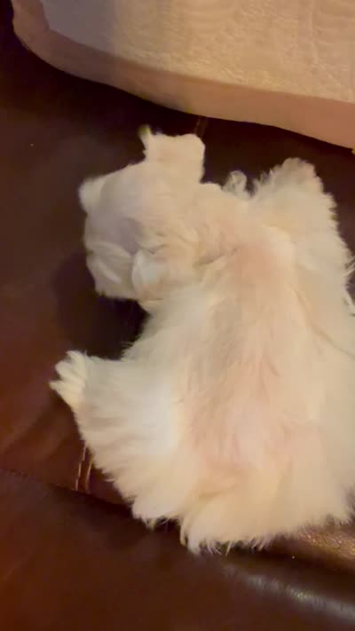 Dior, a female Miniature Schnauzer for sale in Byron, GA – 8 of 9