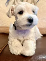 Flora, a female Miniature Schnauzer for sale in Byron, GA – 4 of 10