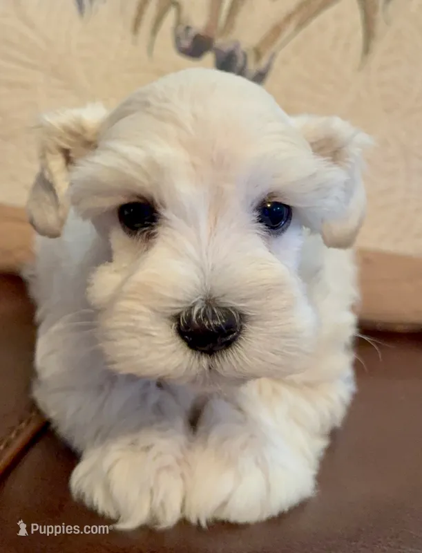 Ruby – Miniature Schnauzer puppy for sale in Byron, GA
