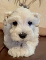 Ruby, a female Miniature Schnauzer for sale in Byron, GA – 1 of 10