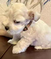 Revere, a male Miniature Schnauzer for sale in Byron, GA – 2 of 9