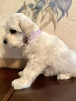 Ruby, a female Miniature Schnauzer for sale in Byron, GA – 8 of 10