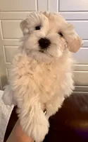 Ruby, a female Miniature Schnauzer for sale in Byron, GA – 5 of 10